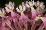 Swamp milkweed